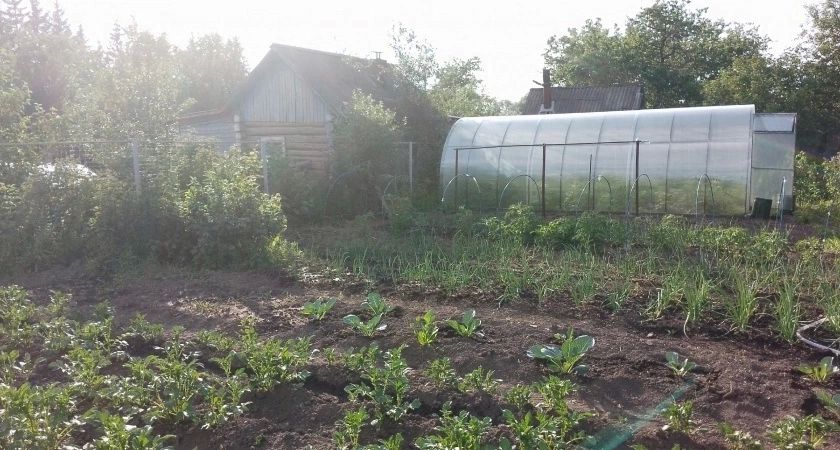 Даже твердый грунт станет черноземом: рассыпаем всего 2 ведра по участку — лучше КАМАЗа навоза