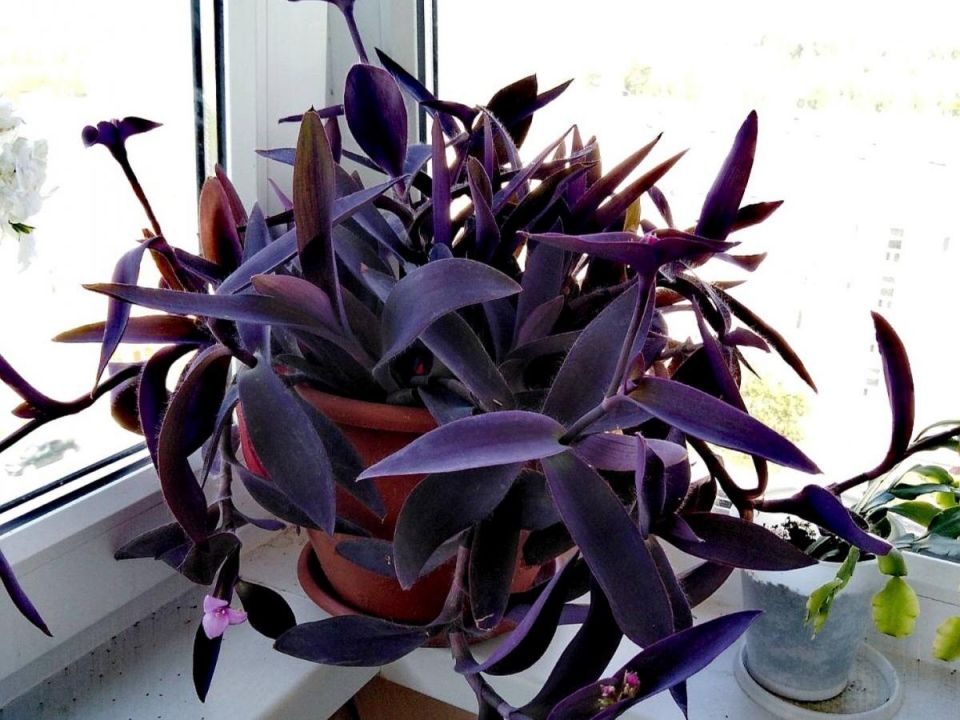 Необычное удобрение: как заварка может спасти кактусы и разрушить орхидеи