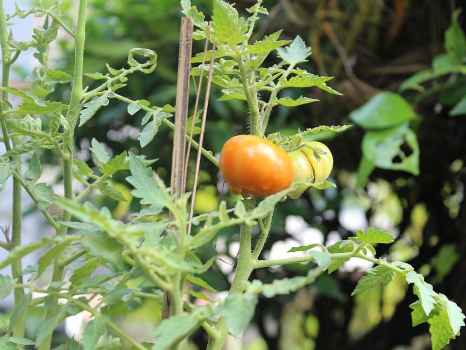 Как бронзовый налёт на листьях томатов может обернуться катастрофой для урожая