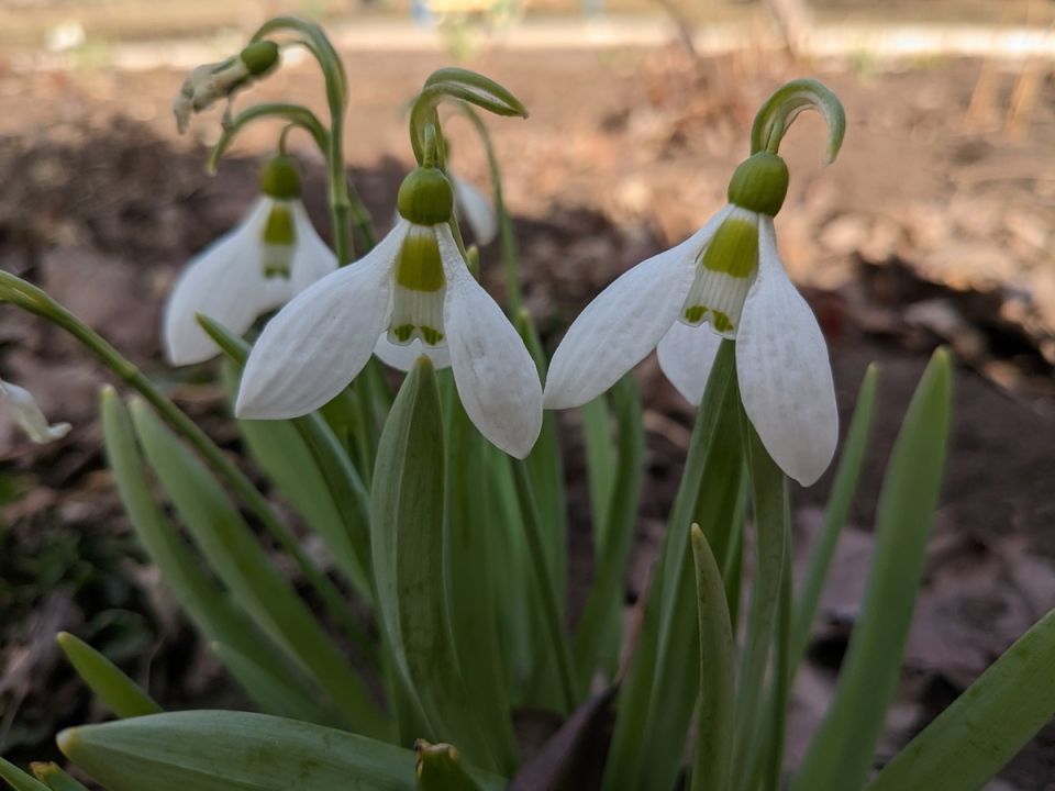 Уборка в саду: подготовка к весне и красота первоцветов