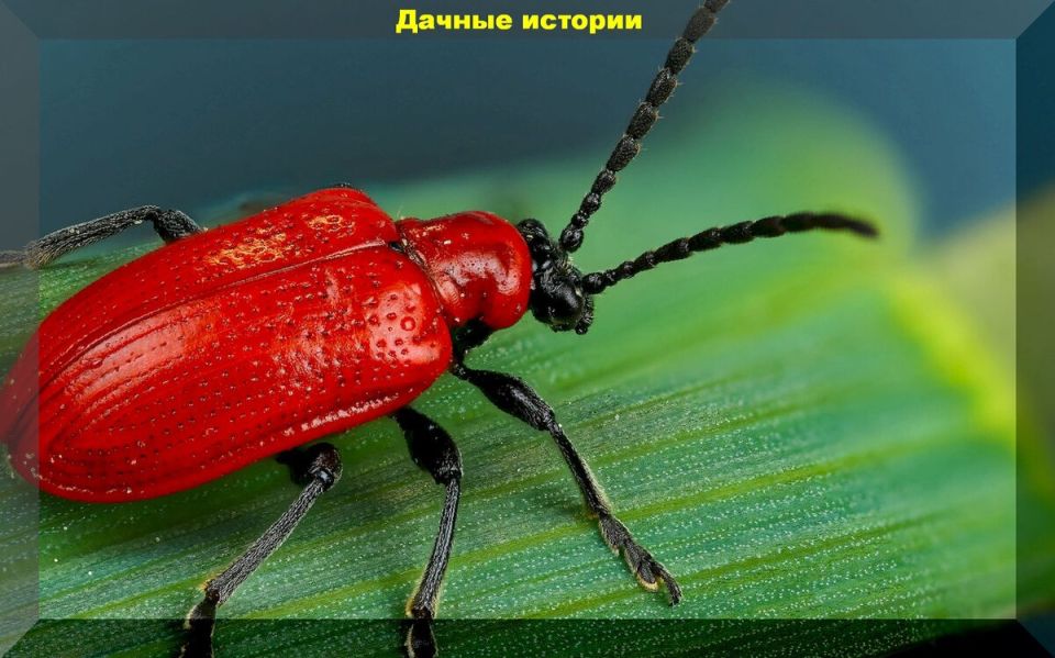 Лилейные жуки: яркие вредители, угроза для ваших лилий