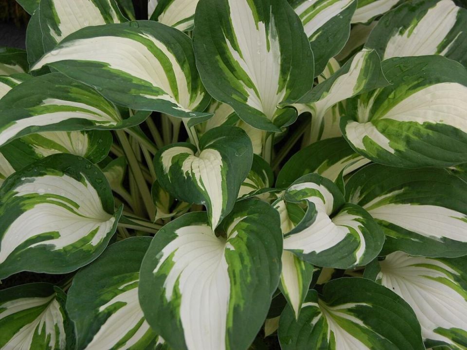 Как вернуть хосту к жизни: секреты успешной пересадки