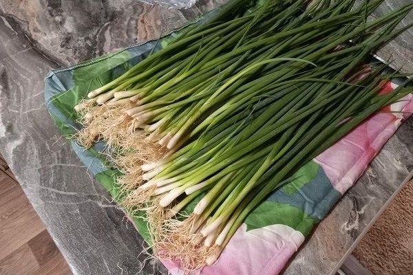 Как вырастить лук Лонг Токио и получить щедрый урожай?