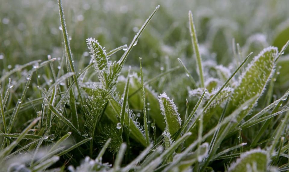Как защитить свои растения от весенних заморозков