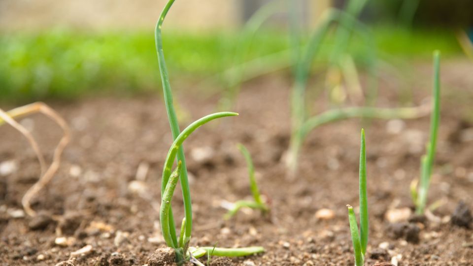 Озимый лук не замерзнет и не испортится: будущий урожай сберегут две хитрости