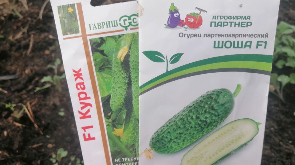 Обманутые ожидания: какие сорта огурцов действительно оправдывают себя?