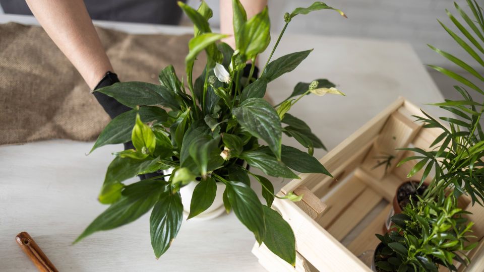 Вот почему спатифиллум не выпускает шикарные бутоны: 3 главных причины