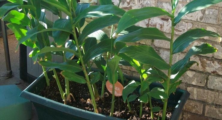 Имбирь на подоконнике: секреты успешной посадки и ухода