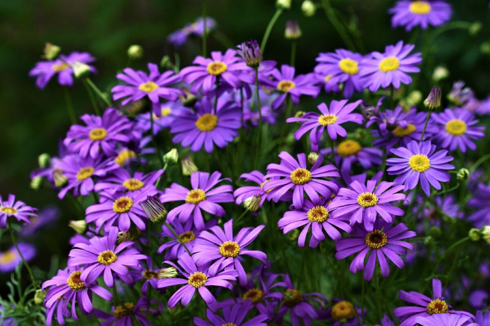 ���������: ��������, ��������� �������� ����� �������