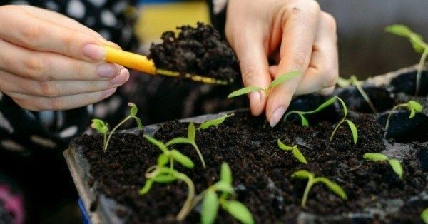 ��� ��������� ����������� ����� ��� �������