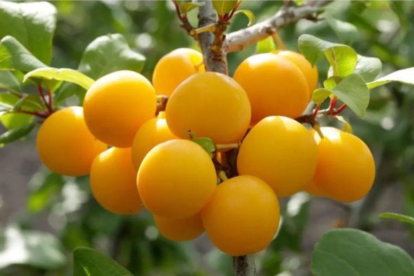 Подгорная: уникальные характеристики сорта сливы