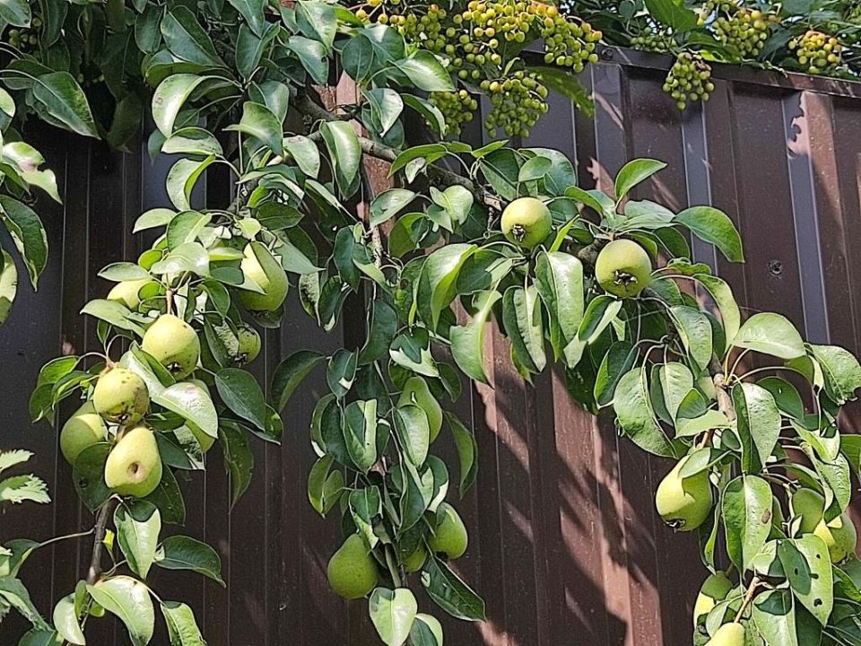 Соседская груша и слива: права на плоды или мелкое хищение?