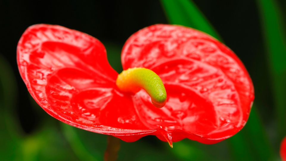 ��������� ������ ��������� ���������� �����: ������ ���� ������ ���� ���������