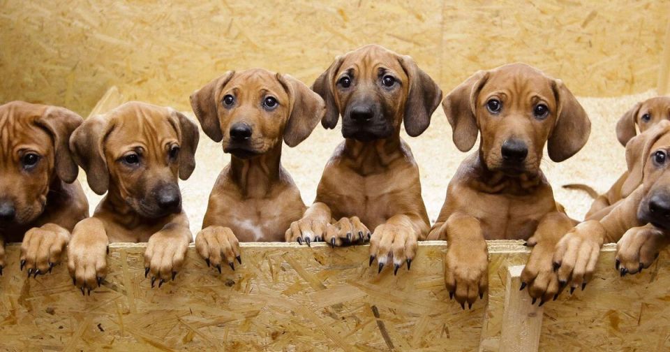 ����� ������������ � ���������� �������� ��������: ��� ��������� ���������������