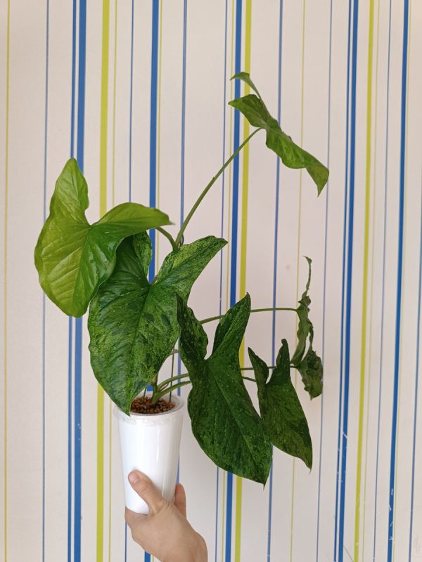 ��������� ������: ������� ����� � ��������������� ������