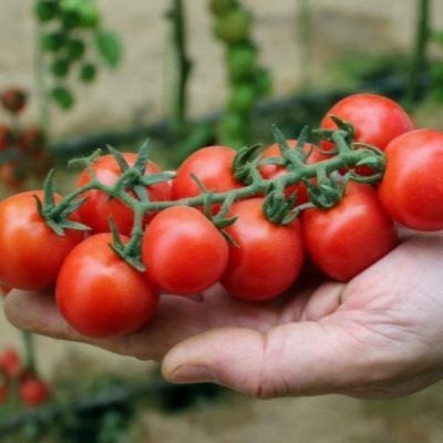 ����� ����� ������: ��� ������� ������ ����������� ������������