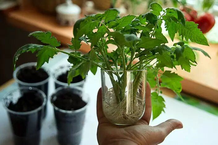 Грунт для рассады: чего избегать, чтобы получить здоровые растения