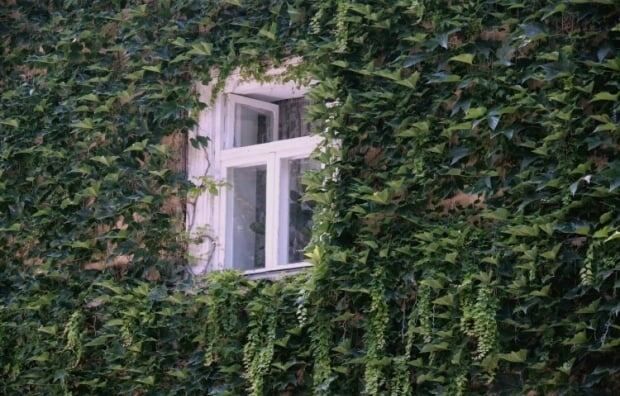 ������� ������: ��������, ������� ����� �� ������ ����� � �����