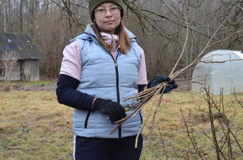 Как правильно размножать черную смородину: советы и хитрости