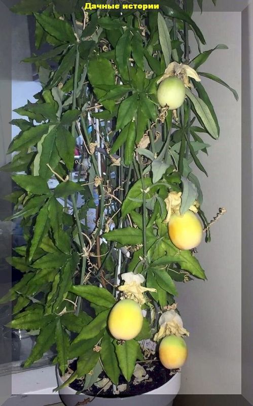 ��� ��� ������������ �������� ��� ������� ��������� ��������