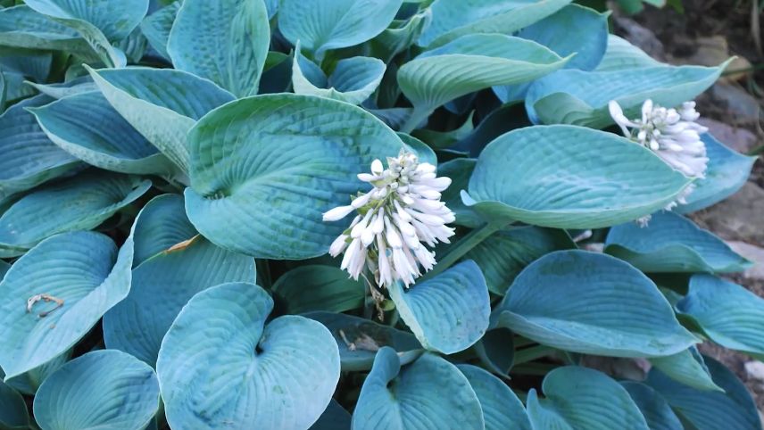 ��� �������� ������ ������� �����: ������� ��������� �����