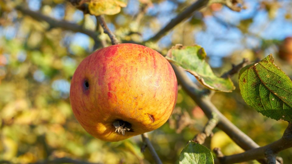 ������ � ���� �������� �� ������� � �����������: ���������� ��� ��������