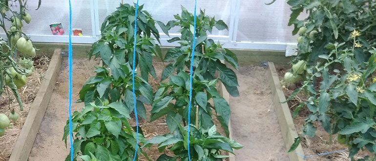 ��� ��������� ����������� ����� ��� ������� ������: ������ ���������