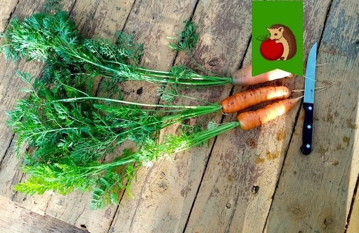 ��� ��������� ������� �������: ������ ������� ���������