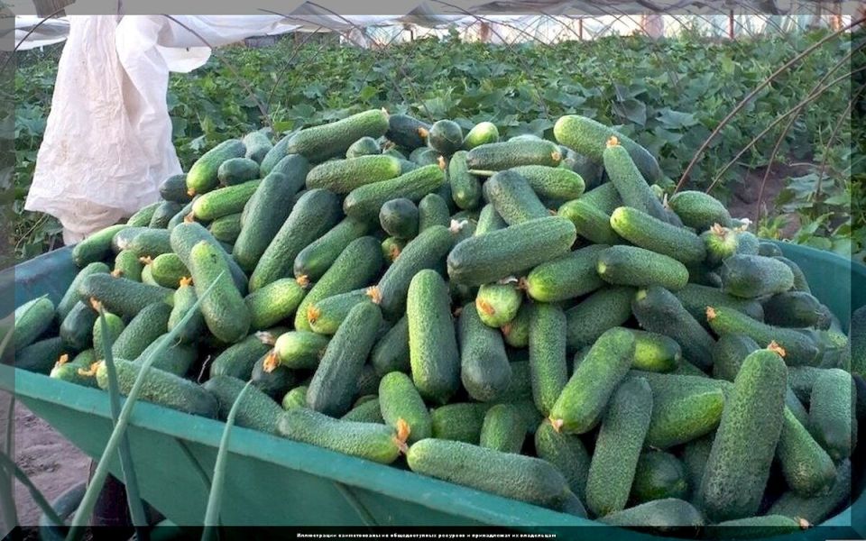 ����� ������: ��� ��������� ���������� ������ ��� ������������� ������