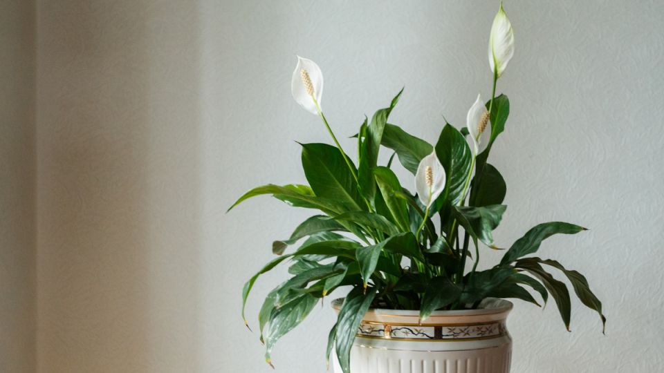 ��� �������� ������ ������� � ����� ��������� ��������