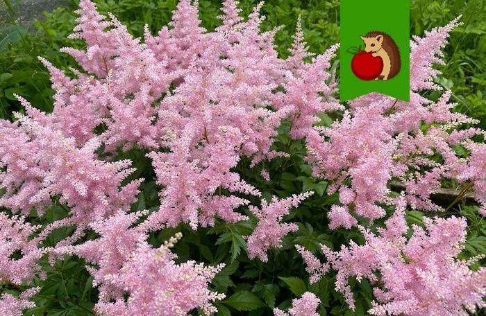 ��� ������� ��������� ������� ��� ��������: ������ ���������