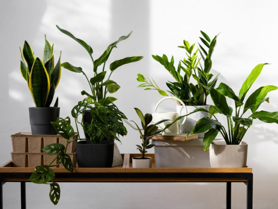 �������� ����: ������ ������� ���������� ��� ����� ��������� ��������