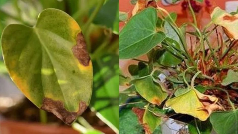 ��� ����������� ������� ���� ��������� �� ������