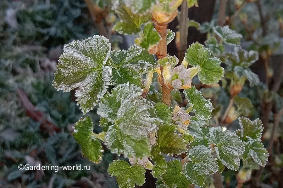 ��� ��������� ��� �� ���������� ����������: ������� ������ ��� ��������