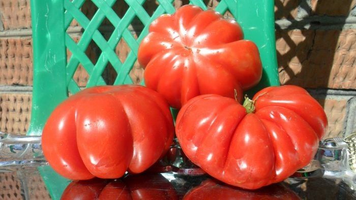 Томат Баян: идеальный выбор для дачников и огородников