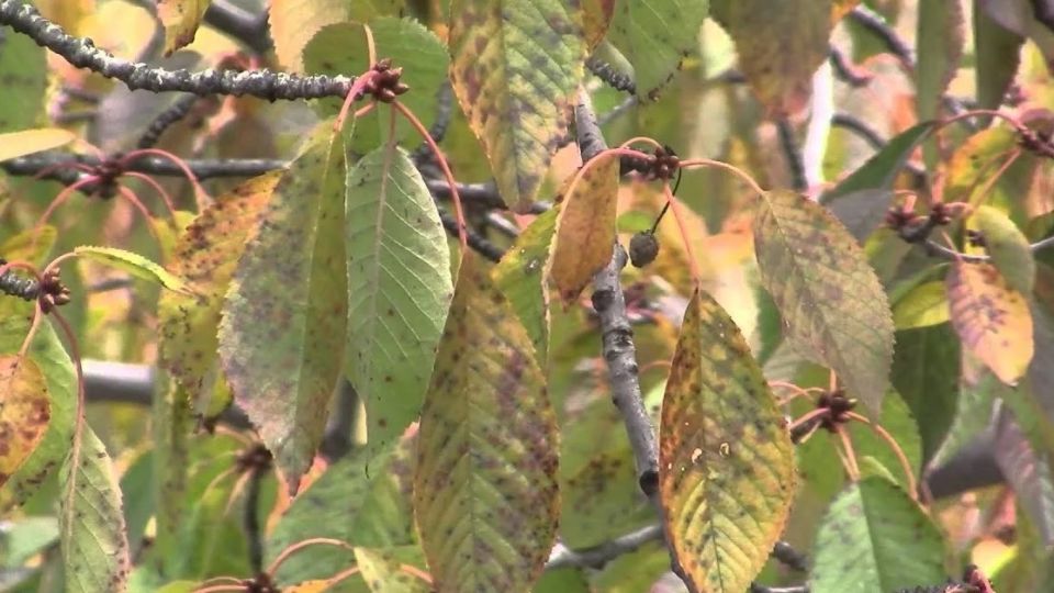 ���-������� ��������� ����� �� ������: ����� ������ ������������