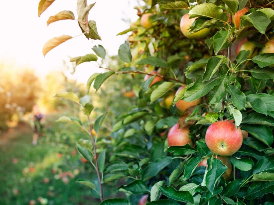 Почему не стоит сажать помидоры рядом с вишнями