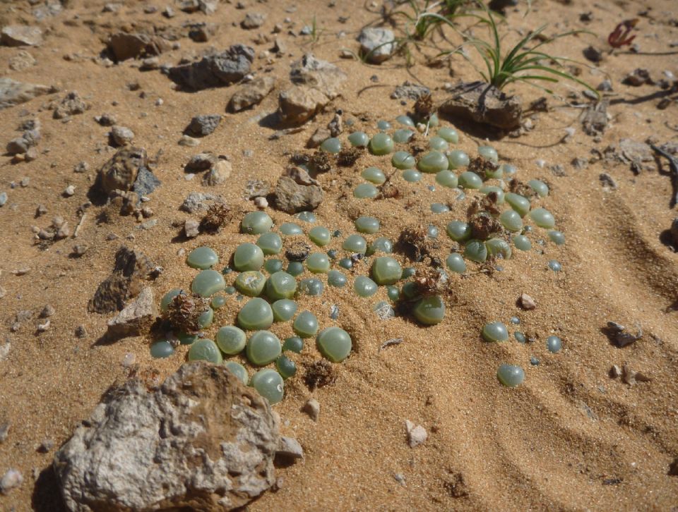 ����������, ������� ����� �������� ������