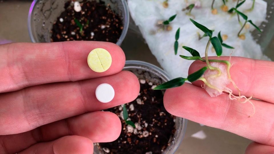 Пробуждение семян: секретные пилюли для здоровья вашего сада