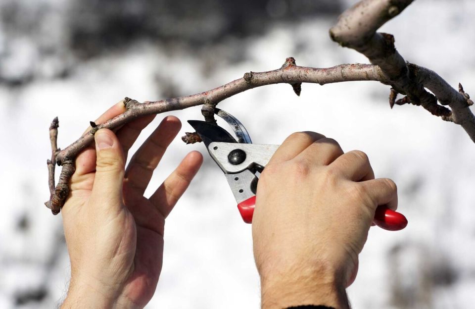 Февральская обрезка плодовых культур: спокойная дорожная карта для сада