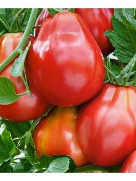 ����� ������� ��������������: ��������� ������ �� ���������� ����� � ����