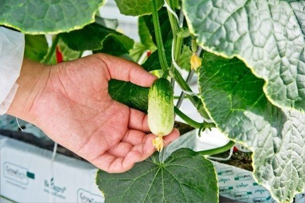 ��� ���������� ������ ����� F1 � ��� �� ����� ���� ����