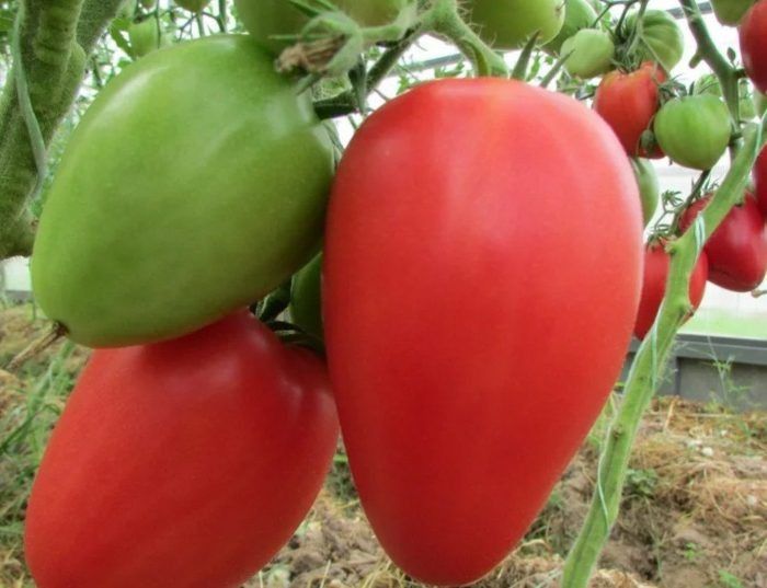 Томат Сердце Италии: крупные плоды и устойчивый вкус для теплицы