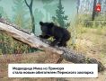Шестимесячная медведица, спасенная в Приморье, стала новым обитателем Пермского зоопарка