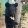 Привет, спишь? Это я, Мика — шестимесячная медвежья милашка из Приморья