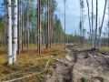 По материалам прокурорской проверки возбуждено уголовное дело о незаконной рубке на территории Красновишерского лесничества
