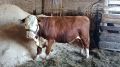 Бык-гигант из Прикамья признан лучшим на всероссийском агрофоруме