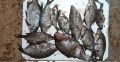 По материалам транспортной полиции житель Чусового предстанет перед судом за незаконный вылов водных биоресурсов