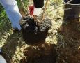 Как выбрать идеальные деревья для осенней посадки: лучшие советы садоводов