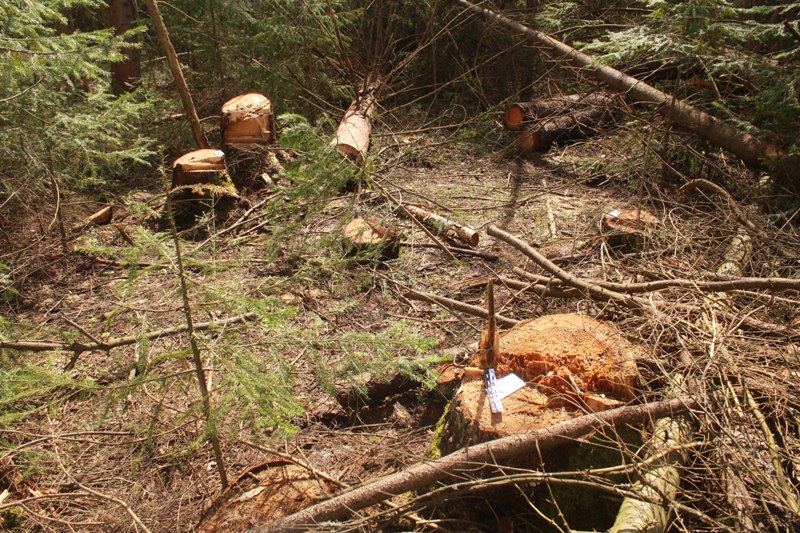 Житель пос. Шадейка предстанет перед судом за незаконную рубку деревьев Житель пос. Шадейка предстанет перед судом за незаконную рубку деревьев